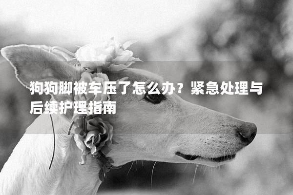 狗狗脚被车压了怎么办？紧急处理与后续护理指南