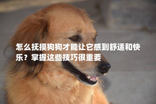 怎么抚摸狗狗才能让它感到舒适和快乐？掌握这些技巧很重要