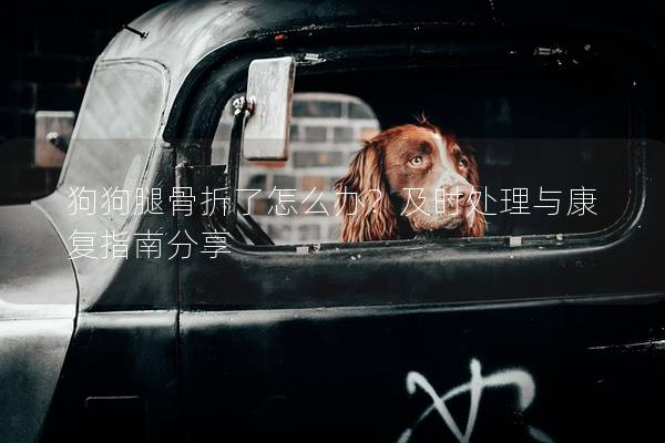 狗狗腿骨折了怎么办？及时处理与康复指南分享