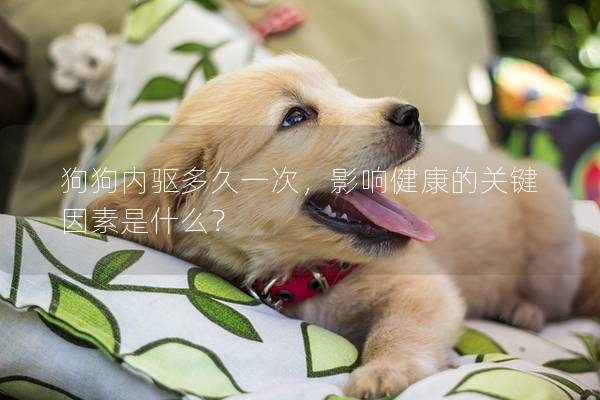 狗狗内驱多久一次，影响健康的关键因素是什么？