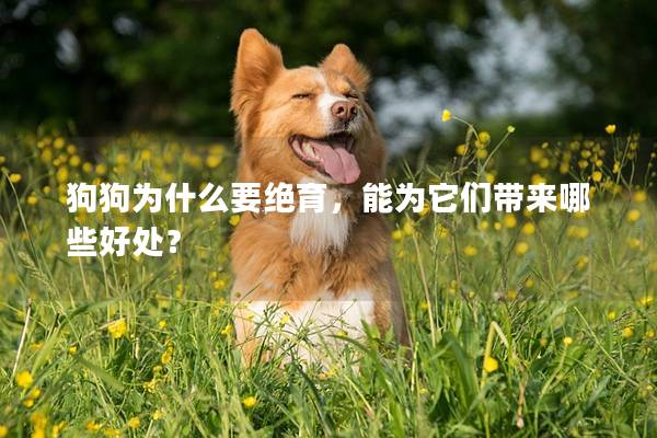 狗狗为什么要绝育，能为它们带来哪些好处？