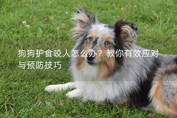 狗狗护食咬人怎么办？教你有效应对与预防技巧
