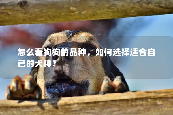 怎么看狗狗的品种，如何选择适合自己的犬种？