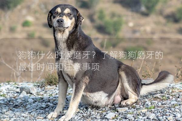 狗狗什么时候磨牙？了解狗狗磨牙的最佳时间和注意事项