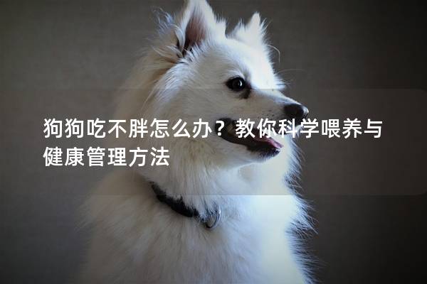 狗狗吃不胖怎么办？教你科学喂养与健康管理方法