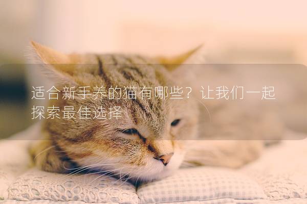 适合新手养的猫有哪些?让我们一起探索最佳选择 适合新手养的猫有哪些?让我们一起探索最佳选择
