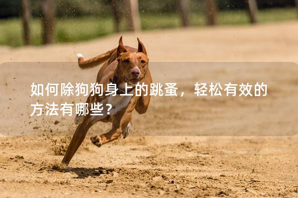 如何除狗狗身上的跳蚤，轻松有效的方法有哪些？