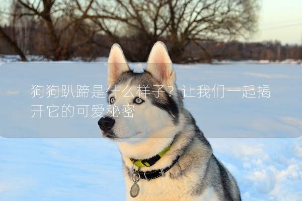 狗狗趴蹄是什么样子？让我们一起揭开它的可爱秘密