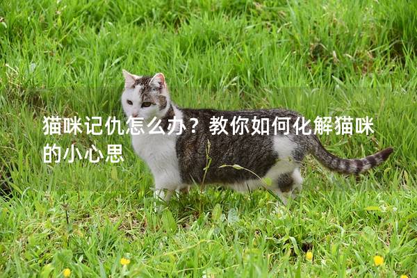猫咪记仇怎么办？教你如何化解猫咪的小心思