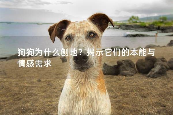 狗狗为什么刨地？揭示它们的本能与情感需求
