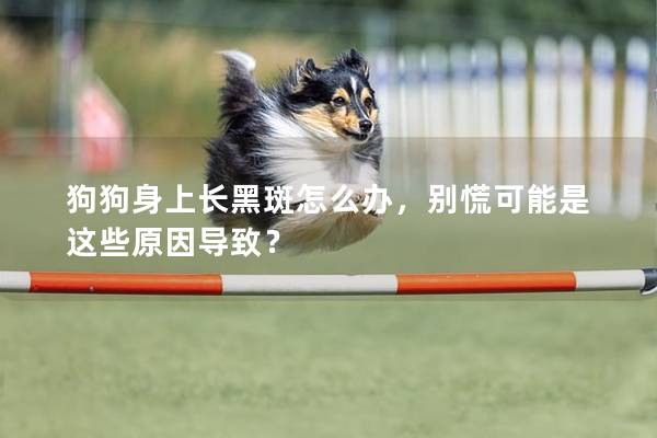 狗狗身上长黑斑怎么办，别慌可能是这些原因导致？