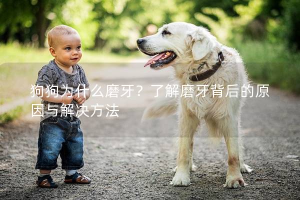 狗狗为什么磨牙？了解磨牙背后的原因与解决方法