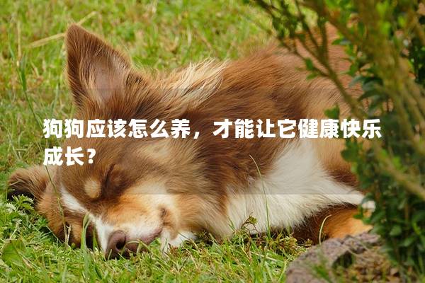 狗狗应该怎么养，才能让它健康快乐成长？