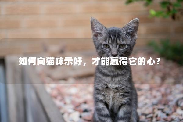 如何向猫咪示好，才能赢得它的心？