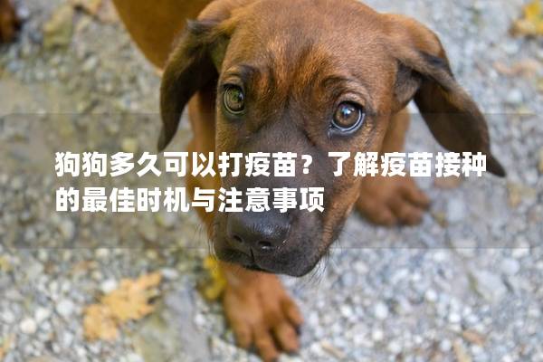 狗狗多久可以打疫苗？了解疫苗接种的最佳时机与注意事项
