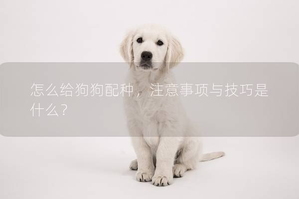 怎么给狗狗配种，注意事项与技巧是什么？