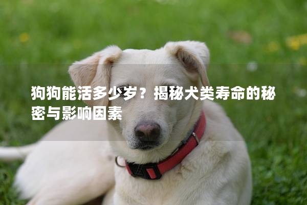 狗狗能活多少岁？揭秘犬类寿命的秘密与影响因素
