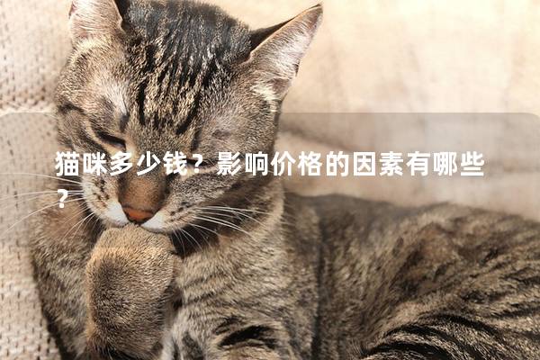 猫咪多少钱？影响价格的因素有哪些？
