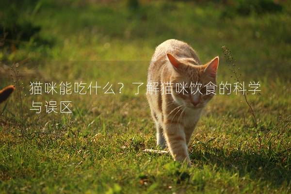 猫咪能吃什么？了解猫咪饮食的科学与误区