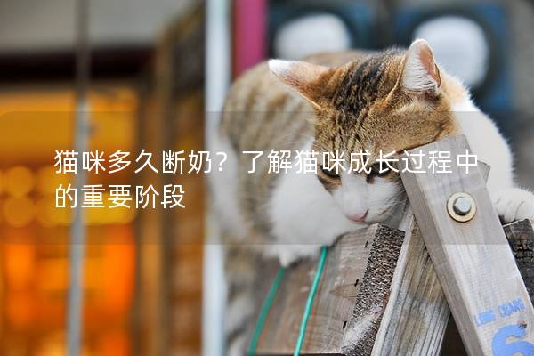 猫咪多久断奶？了解猫咪成长过程中的重要阶段