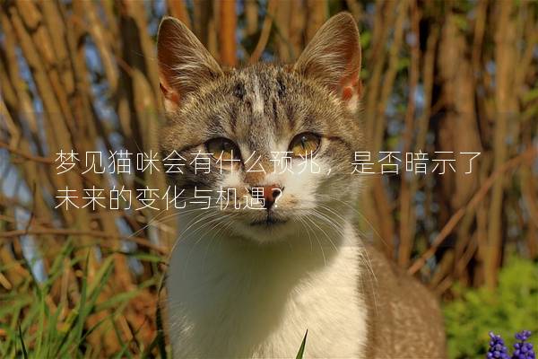 梦见猫咪会有什么预兆，是否暗示了未来的变化与机遇？