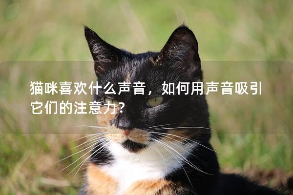 猫咪喜欢什么声音，如何用声音吸引它们的注意力？