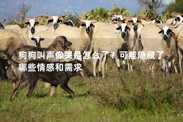 狗狗叫声像哭是怎么了？可能隐藏了哪些情感和需求