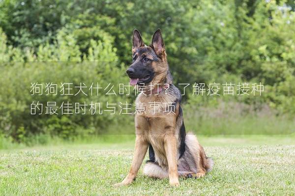 狗狗狂犬什么时候打?了解疫苗接种的最佳时机与注意事项 狗狗狂犬什么时候打?了解疫苗接种的最佳时机与注意事项