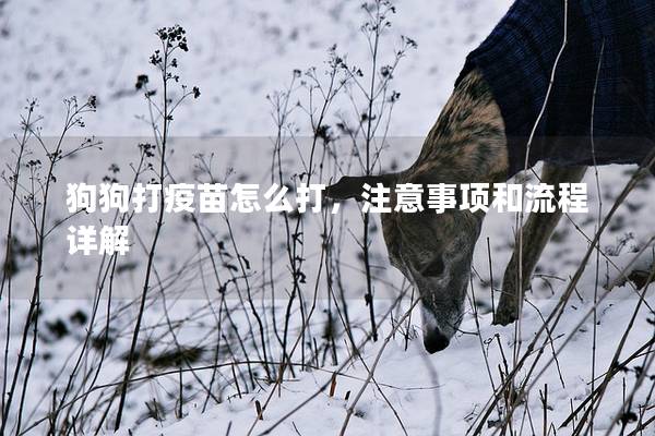 狗狗打疫苗怎么打，注意事项和流程详解
