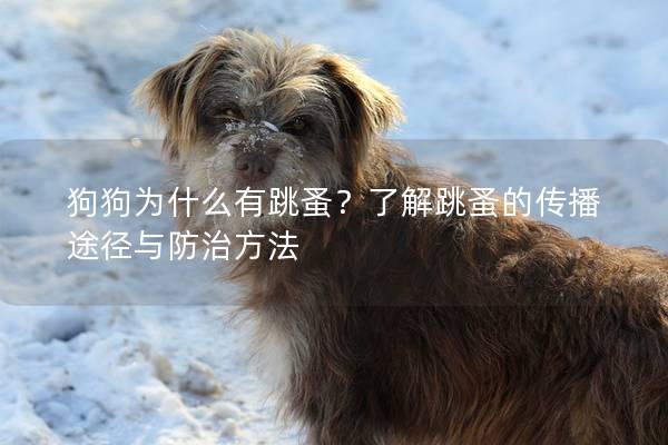 狗狗为什么有跳蚤？了解跳蚤的传播途径与防治方法