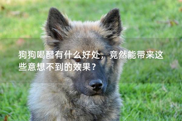 狗狗喝醋有什么好处，竟然能带来这些意想不到的效果？
