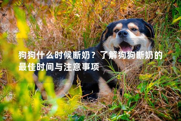 狗狗什么时候断奶？了解狗狗断奶的最佳时间与注意事项