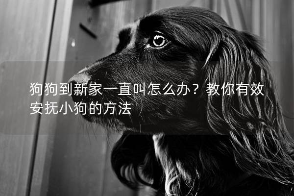狗狗到新家一直叫怎么办？教你有效安抚小狗的方法