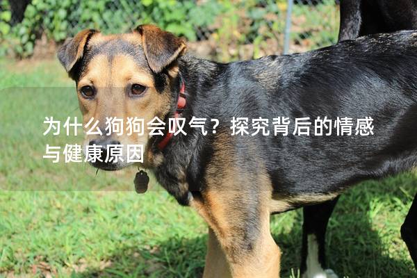 为什么狗狗会叹气？探究背后的情感与健康原因