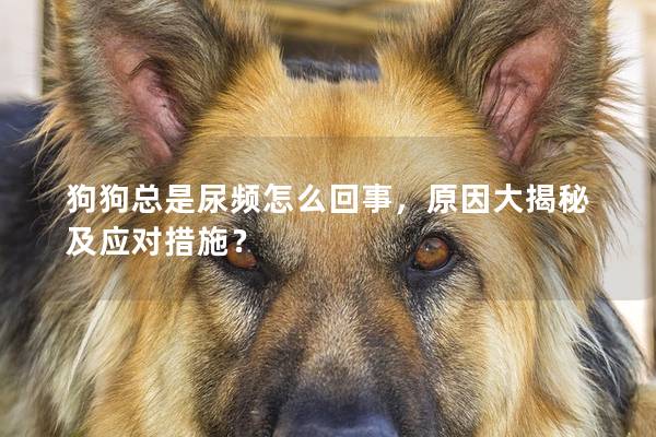 狗狗总是尿频怎么回事，原因大揭秘及应对措施？