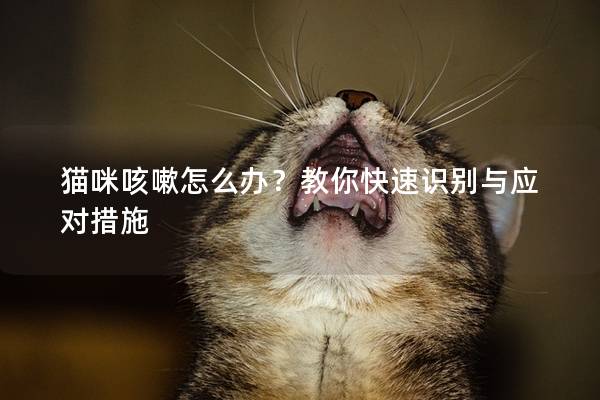 猫咪咳嗽怎么办？教你快速识别与应对措施