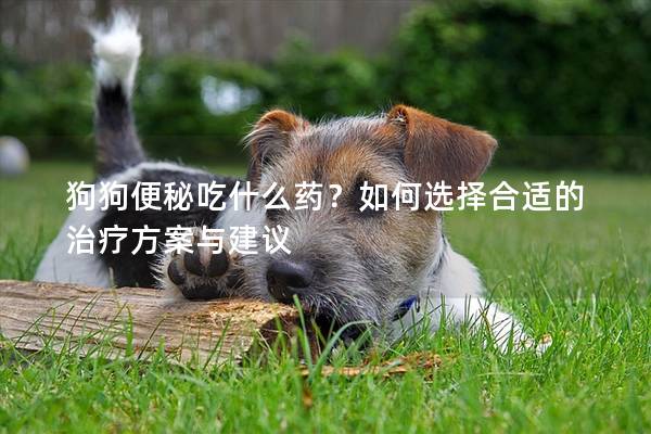 狗狗便秘吃什么药？如何选择合适的治疗方案与建议
