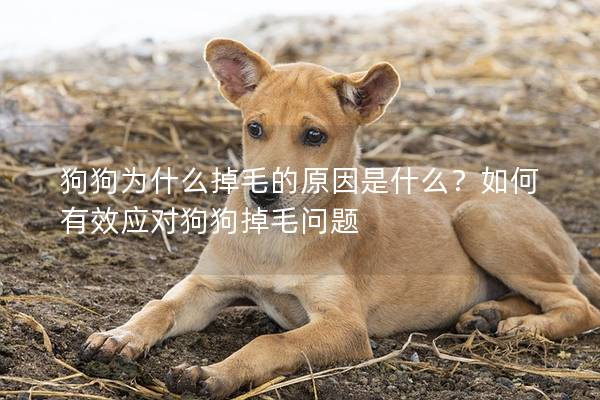 狗狗为什么掉毛的原因是什么？如何有效应对狗狗掉毛问题