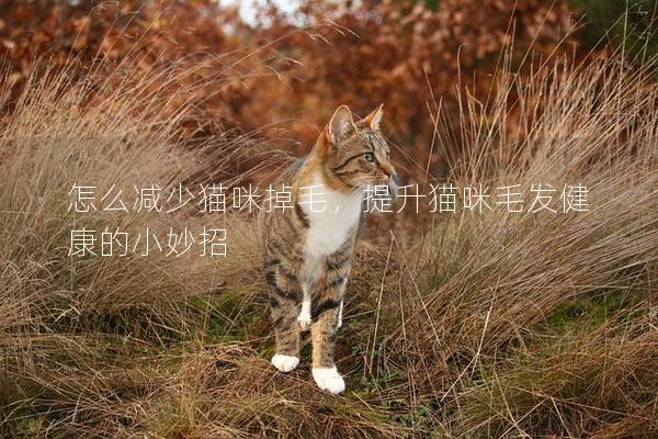 怎么减少猫咪掉毛，提升猫咪毛发健康的小妙招