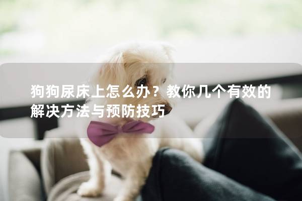 狗狗尿床上怎么办？教你几个有效的解决方法与预防技巧
