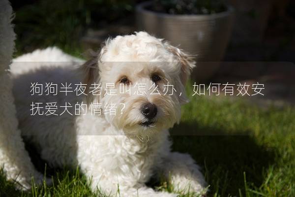 狗狗半夜老是叫怎么办，如何有效安抚爱犬的情绪？
