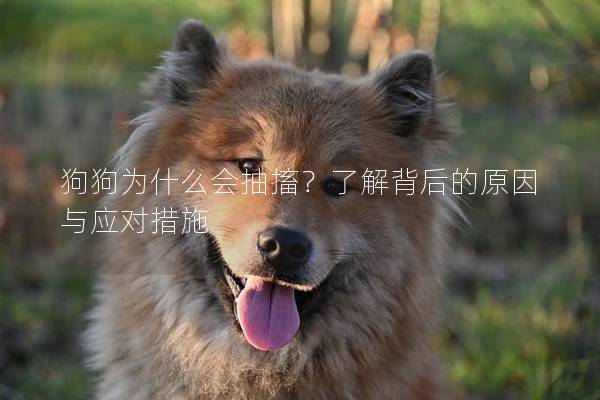 狗狗为什么会抽搐？了解背后的原因与应对措施