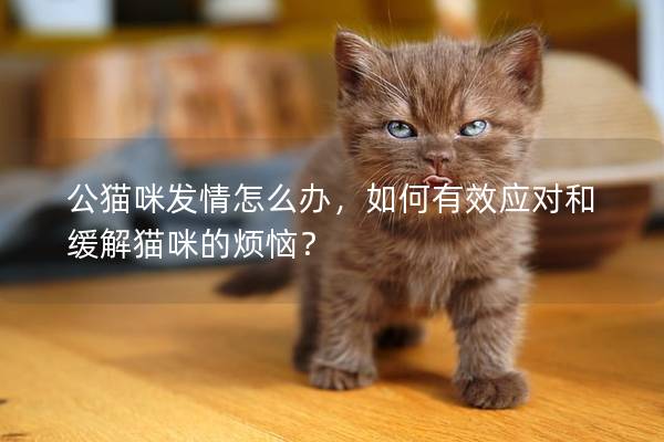 公猫咪发情怎么办，如何有效应对和缓解猫咪的烦恼？