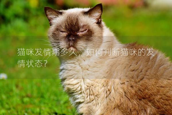 猫咪发情期多久，如何判断猫咪的发情状态？
