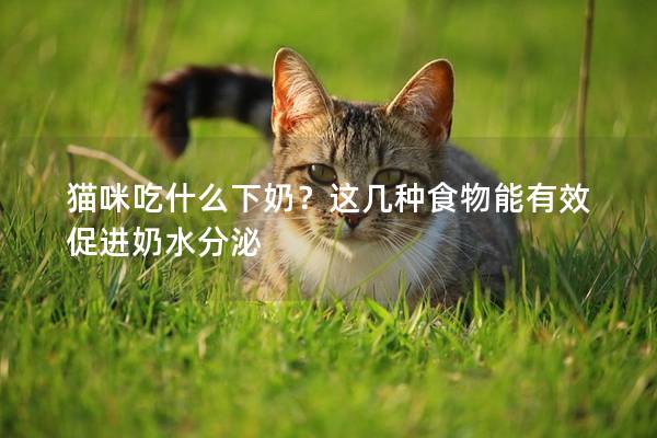 猫咪吃什么下奶？这几种食物能有效促进奶水分泌