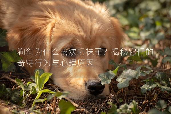 狗狗为什么喜欢叼袜子？揭秘它们的奇特行为与心理原因