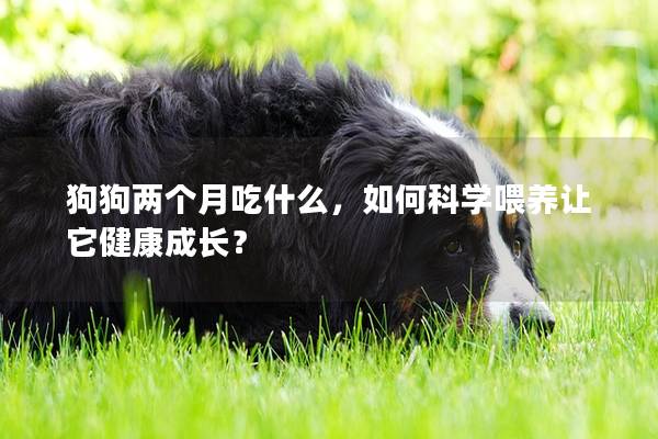 狗狗两个月吃什么,如何科学喂养让它健康成长? 狗狗两个月吃什么,如何科学喂养让它健康成长?