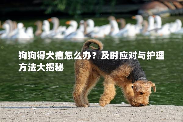 狗狗得犬瘟怎么办？及时应对与护理方法大揭秘