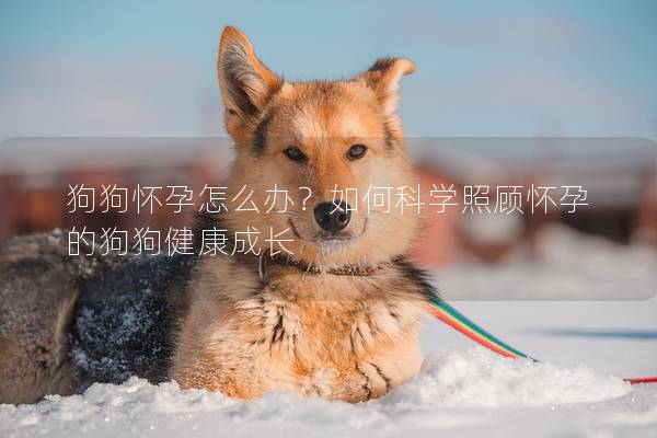 狗狗怀孕怎么办？如何科学照顾怀孕的狗狗健康成长