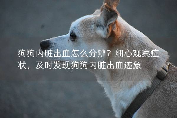 狗狗内脏出血怎么分辨？细心观察症状，及时发现狗狗内脏出血迹象